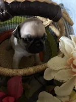 Peanut, a male Pug for sale in Churubusco, IN – 6 of 8