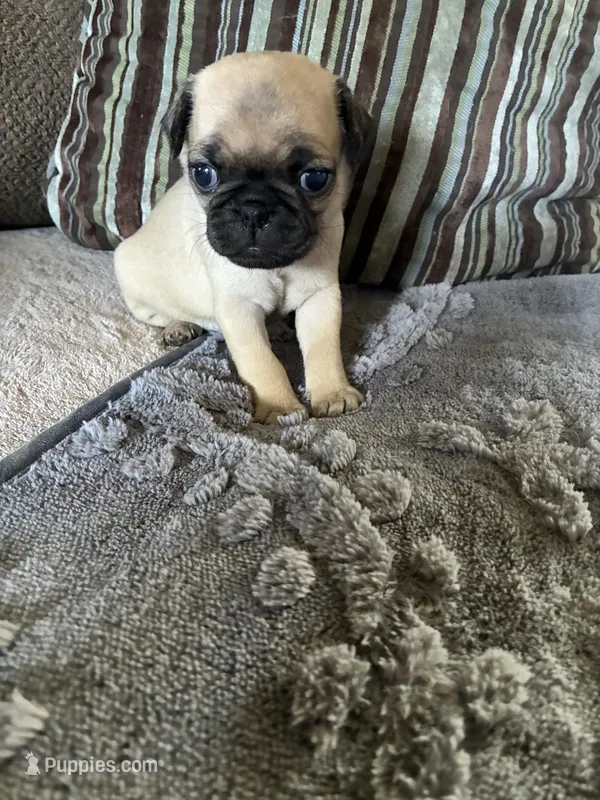 Goldie – Pug puppy for sale in Churubusco, IN