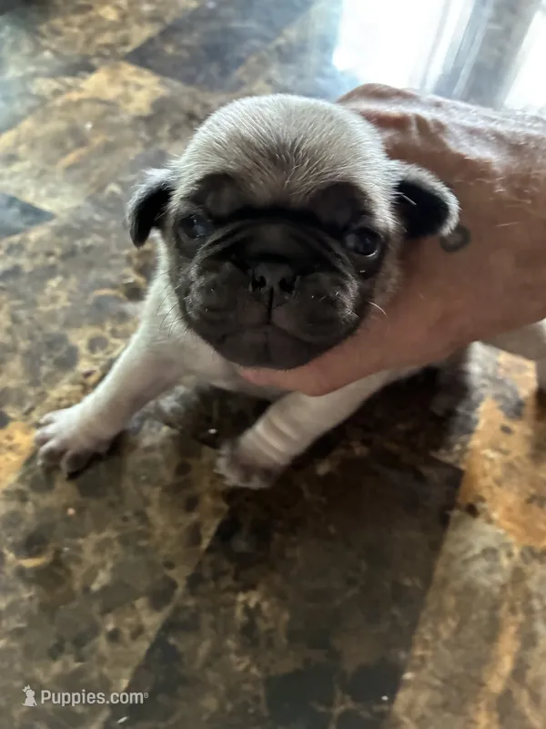 3 – Pug puppy for sale in Churubusco, IN