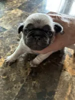 3, a male Pug for sale in Churubusco, IN – 1 of 3
