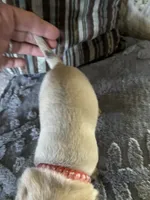 Goldie, a female Pug for sale in Churubusco, IN – 8 of 9