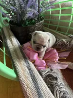 Lilly, a female Pug for sale in Churubusco, IN – 4 of 4