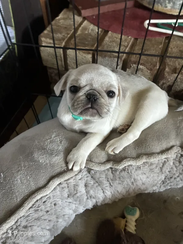 Vivian  – Pug puppy for sale in Churubusco, IN