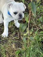 Oscar, a male Pug for sale in Churubusco, IN – 3 of 8