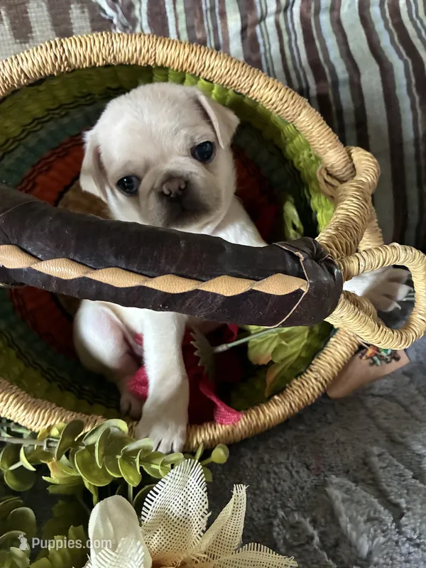 Chowder – Pug puppy for sale in Churubusco, IN
