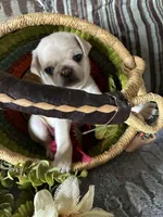 Chowder, a male Pug for sale in Churubusco, IN – 1 of 10
