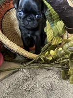 Glitter, a female Pug for sale in Churubusco, IN – 2 of 5