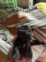 Douglas, a male Pug for sale in Churubusco, IN – 2 of 3