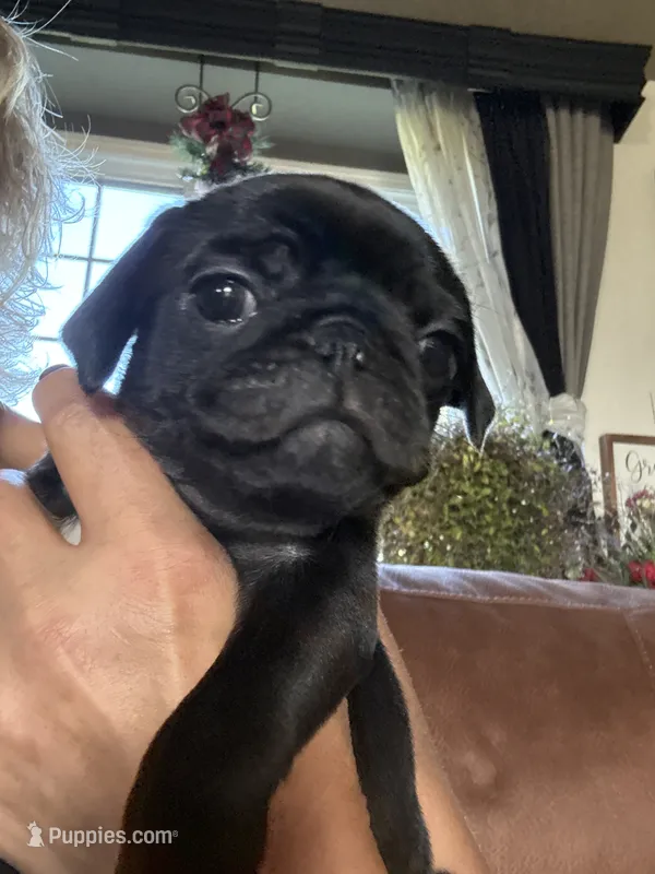 Tuxedo AKA Tux – Pug puppy for sale in Churubusco, IN