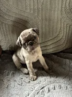 Gabby, a female Pug for sale in Churubusco, IN – 7 of 10