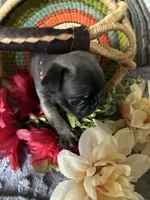 MooMoo, a female Pug for sale in Churubusco, IN – 3 of 6