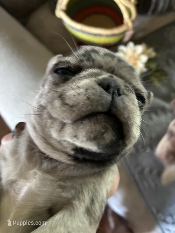 Copper  – Pug puppy for sale in Churubusco, IN