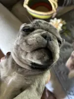 Copper , a female Pug for sale in Churubusco, IN – 1 of 10