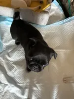 Lola, a female Pug for sale in Churubusco, IN – 2 of 5