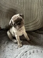 Gabby, a female Pug for sale in Churubusco, IN – 5 of 10