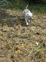 Oscar, a male Pug for sale in Churubusco, IN – 4 of 8