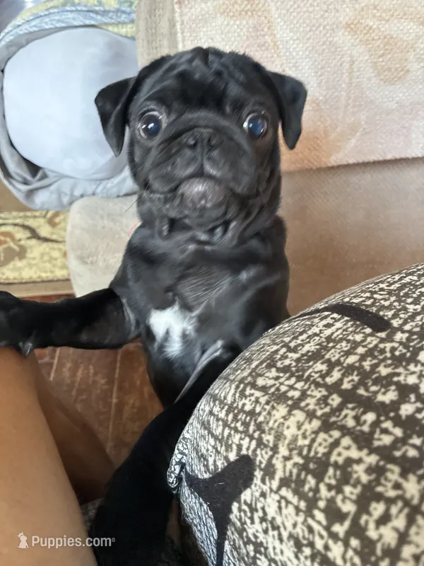 Manee – Pug puppy for sale in Churubusco, IN