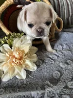 Chowder, a male Pug for sale in Churubusco, IN – 6 of 10
