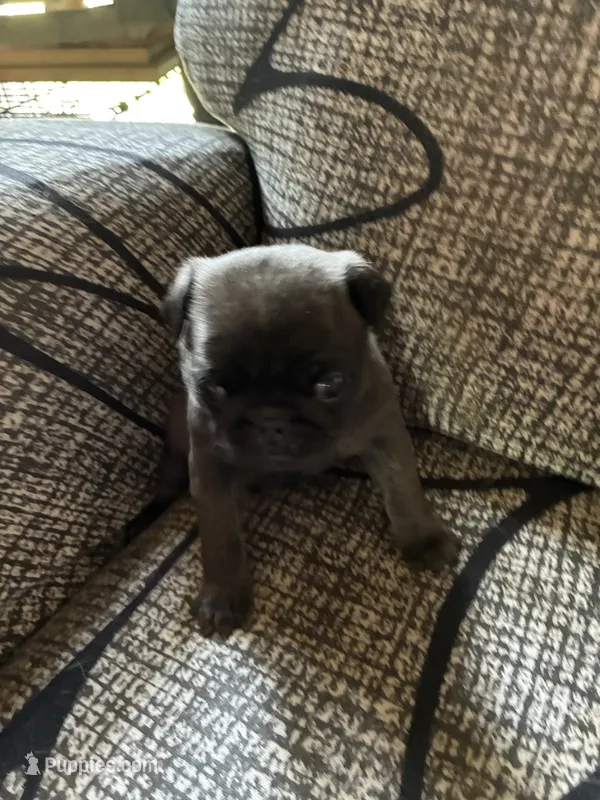 Bridgette – Pug puppy for sale in Churubusco, IN