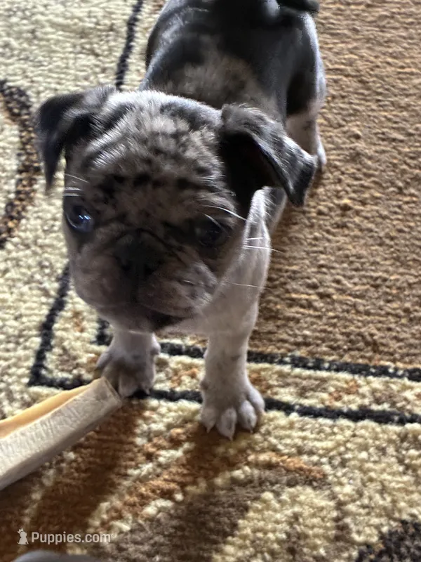  Bluey  – Pug puppy for sale in Churubusco, IN