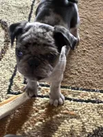  Bluey , a female Pug for sale in Churubusco, IN – 1 of 10