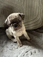 Gabby, a female Pug for sale in Churubusco, IN – 4 of 10