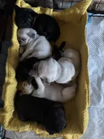 Lola, a female Pug for sale in Churubusco, IN – 5 of 5