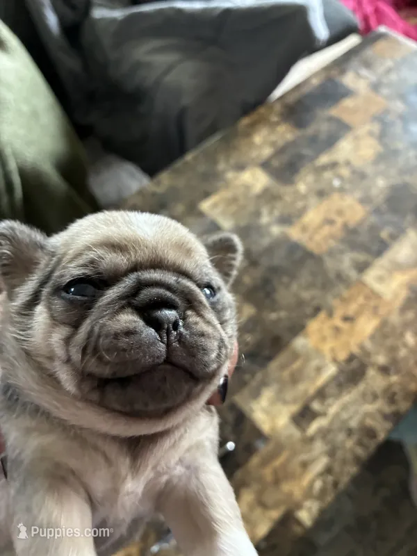 5 – Pug puppy for sale in Churubusco, IN