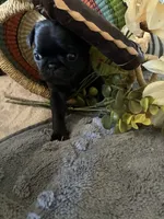 Glitter, a female Pug for sale in Churubusco, IN – 4 of 5