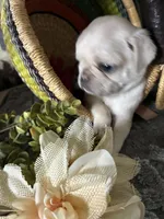 Chowder, a male Pug for sale in Churubusco, IN – 5 of 10