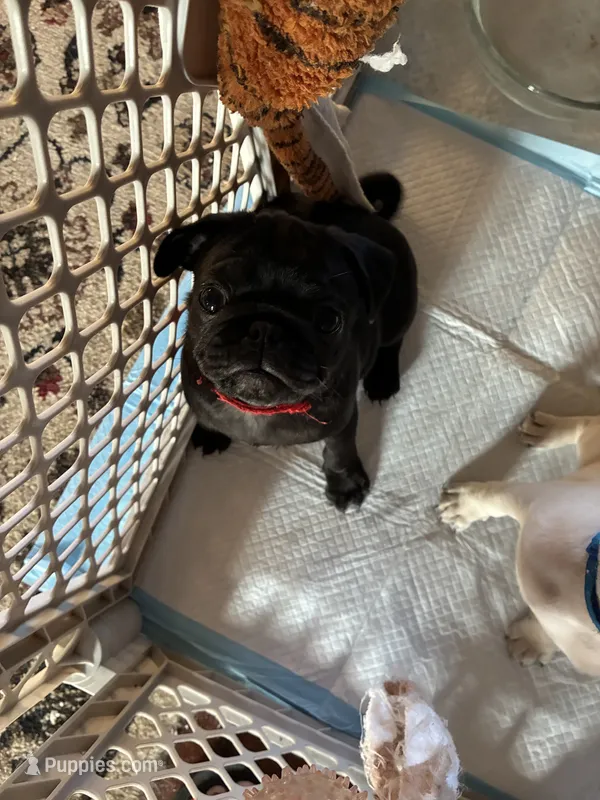 Manee – Pug puppy for sale in Churubusco, IN