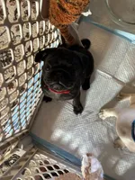 Manee, a male Pug for sale in Churubusco, IN – 1 of 10