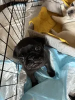 Lola, a female Pug for sale in Churubusco, IN – 3 of 5