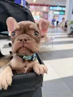 None, a female French Bulldog for sale in Orlando, FL – Photo 1 of 4