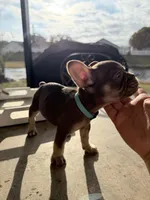 None, a female French Bulldog for sale in Orlando, FL – Photo 4 of 4