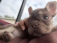 None, a female French Bulldog for sale in Orlando, FL – Photo 2 of 4