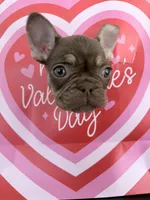 None, a female French Bulldog for sale in Orlando, FL – Photo 3 of 4