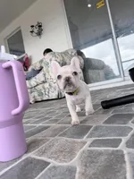 None, a female French Bulldog for sale in Orlando, FL – Photo 2 of 3