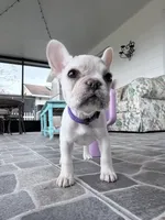 None, a female French Bulldog for sale in Orlando, FL – Photo 1 of 3