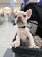 None, a female French Bulldog for sale in Orlando, FL – Photo 2 of 4