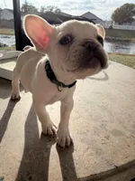 None, a female French Bulldog for sale in Orlando, FL – Photo 1 of 4