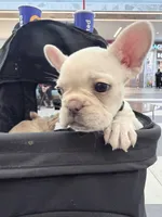 None, a female French Bulldog for sale in Orlando, FL – Photo 3 of 4