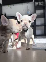 None, a female French Bulldog for sale in Orlando, FL – Photo 4 of 4