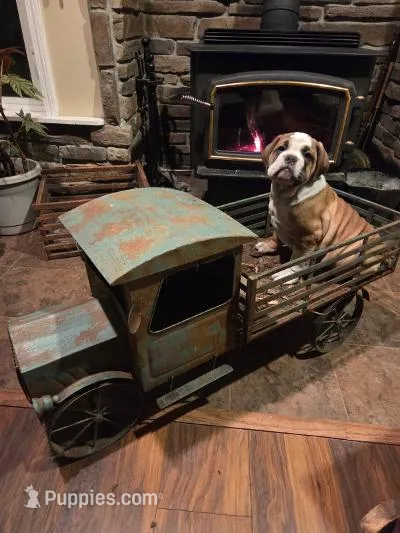 Bella – Olde English Bulldogge puppy for sale in Fort Wayne, IN