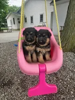 Bella, a female German Shepherd Dog for sale in Fort Wayne, IN – 2 of 2