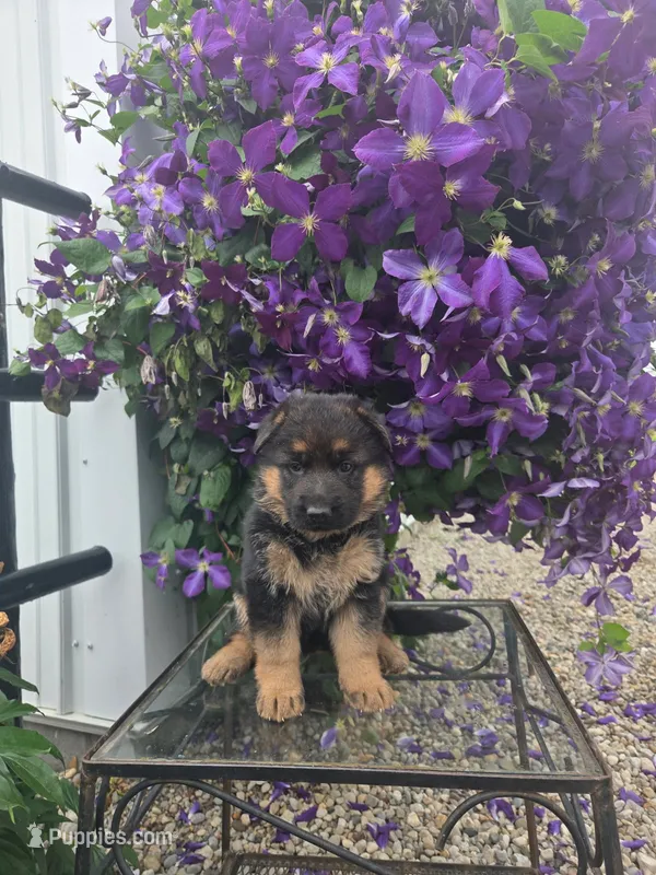 Daisy, a female German Shepherd Dog for sale in Fort Wayne, IN – 1 of 2