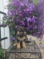 Daisy, a female German Shepherd Dog for sale in Fort Wayne, IN – 1 of 2