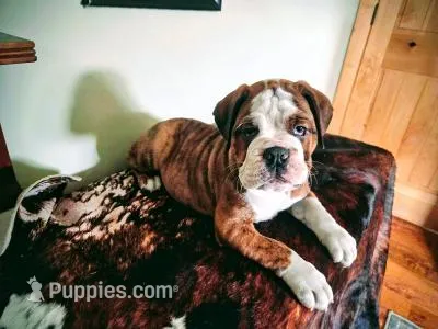 Brinley – Olde English Bulldogge puppy for sale in Fort Wayne, IN