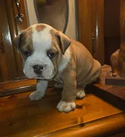 processed/0c3d3c19-d5ce-44aa-8fb2-23023ebcf14a/listing/b1533fb0-4af1-46dc-8864-331c684dbd2a/895abf9d-5898-4563-afbe-8e2ba3c0e0da