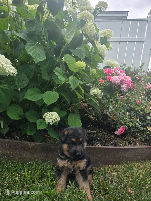 Bella, a female German Shepherd Dog for sale in Fort Wayne, IN – 1 of 2